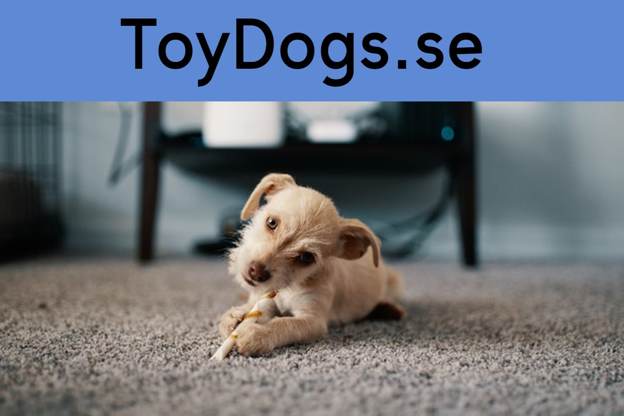 toydogs bild